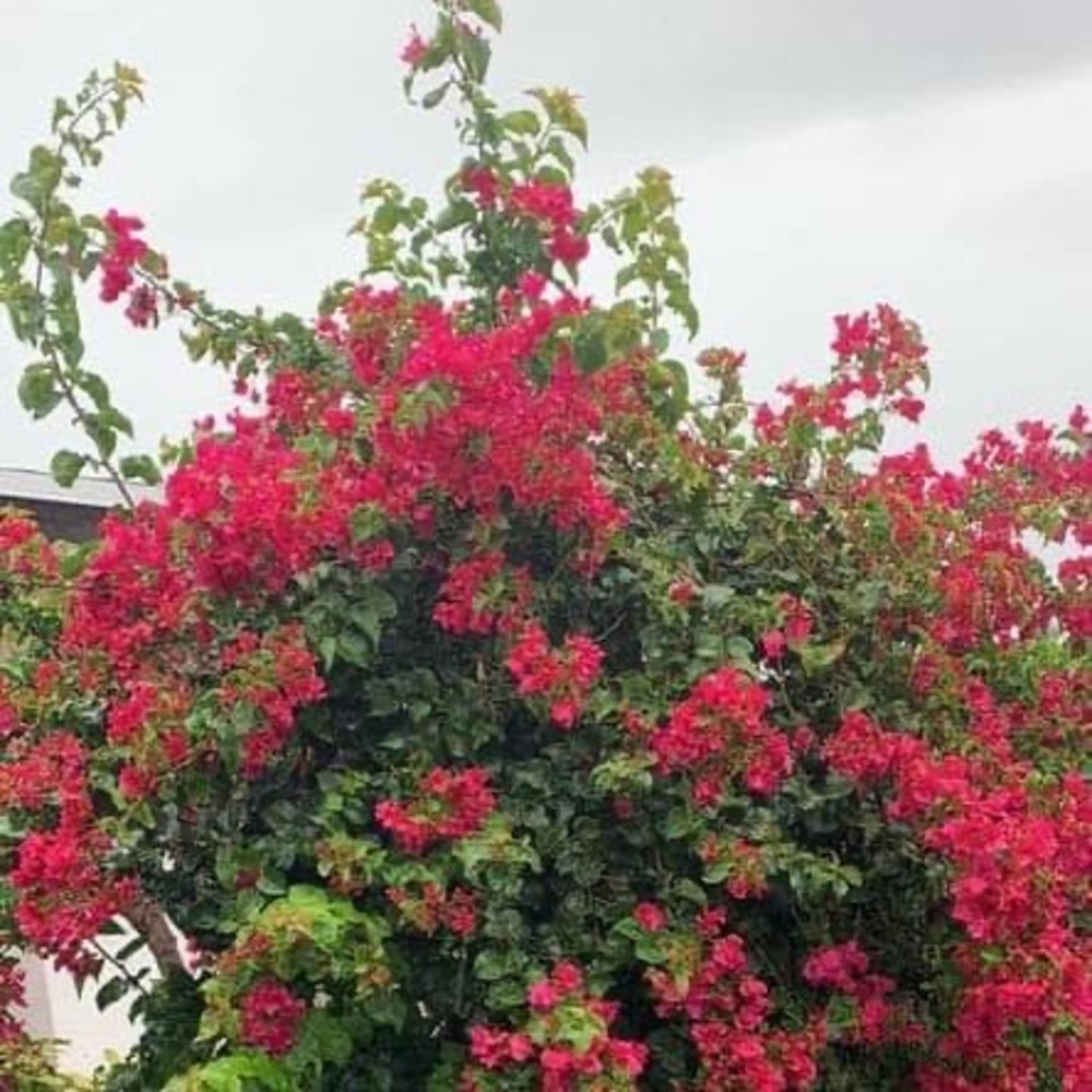 Meet your Posher, Mercedes